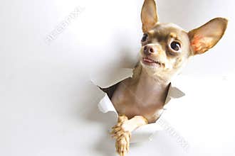 Brown and white dog cute puppies sitting in front hugging retriever isolated on white