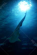 Shark