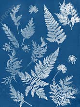 Sun printing, cyanotype process. Floral pattern on watercolor paper.