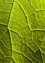 Closeup leaf