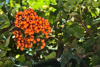 Beautiful orange ripe hawthorn berries Pyracantha angustifolia on tree with green leaves. Absolutely amazing autumn colors
