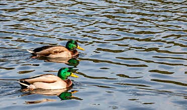 Mallard Ducks Swimming on a pond