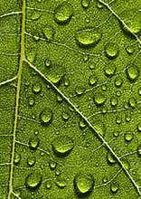 Closeup leaf