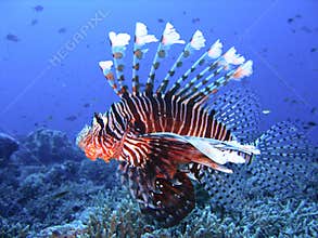Brightly colored lion fish in deep blue water