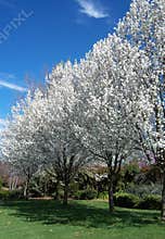 Almond Trees