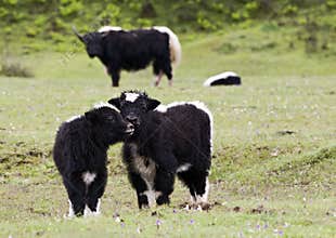 Nuzzling Yak Calves