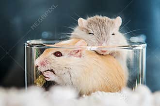 Two cute mouse in love Domestic Gerbil (Gerbillinae)