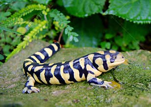 Barred Tiger Salamander, Ambystoma mavortium