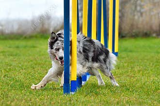 Dog doing slalom in agility