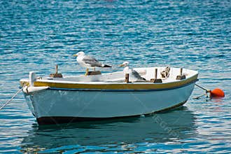 Seagulls on boat