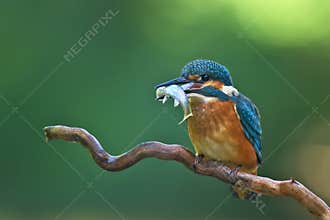 Kingfisher