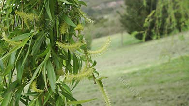 Spring weeping willow with young catkins on a branch