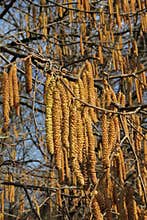Aments rain from yellow buds on sunny spring day in the forest in Lithuania