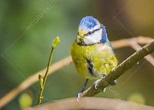 Blue tit (Cyanistes caeruleus) is a small blue yellow and white bird