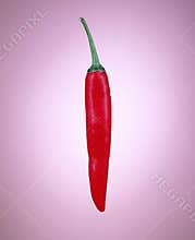 Red chili on purple background.