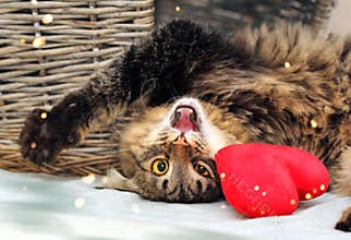 Playful Cat Wishes a Happy Valentines Day