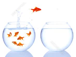 Red fish jumping