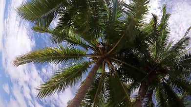 Vertical Video Of Palm Trees On Sandy Beach In Kaimana Island. Beautiful Nature With Picturesque View On Green Tropical Leaves
