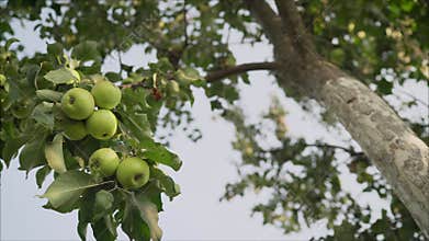 Green pear growing on a sunset background Summer harvest time in orchard garden. Organic fruits closeup.