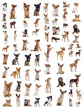Chihuahuas