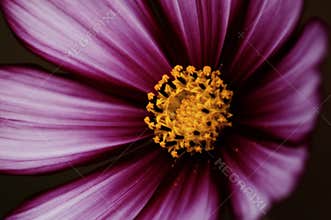 Closeup of purple Cosmos flower