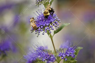 Bees on dark knight bluebeard