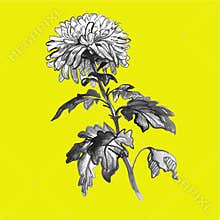 Realistic ink sketch of Chrysanthemum flower, stem, leaves in gray tones.