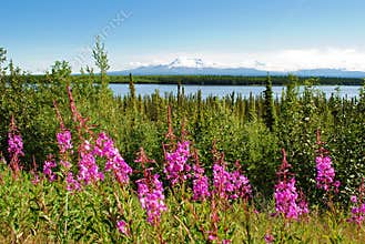 Alaska Scenery