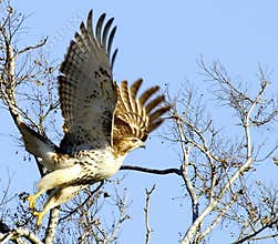 Hawk Taking Flight