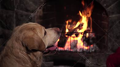 Dog near fireplace with burning fire