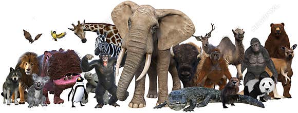 Wildlife, Wild Animals, Nature, Isolated, Animal