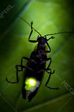 Flashing Firefly - Lightning Bug