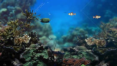 Underwater Tropical Fish and Coral Garden.