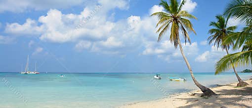 Tropical Paradise