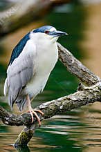 Black Capped Night Heron at san fransisco