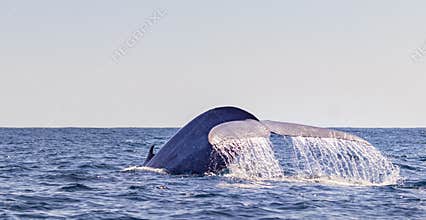 Blue whale on the surface of the water, showing fluke at Azores