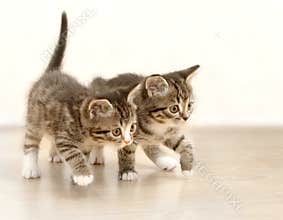 Kittens