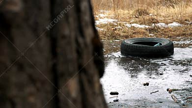 Garbage dump in the forest. An old car rubber tire thrown in the puddle.
