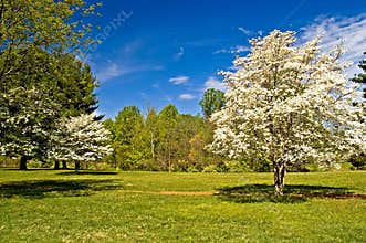 Dogwood Trees in Bloom