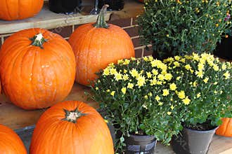 Pumpkins and Flowers