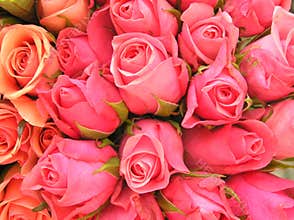 Romantic pink roses