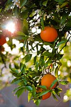 Ripe Oranges On A Tree
