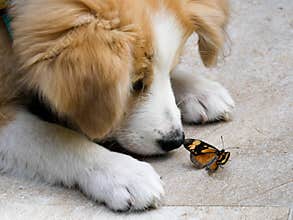 Border collie puppy looking at a butterfly