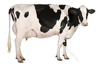 Holstein cow, 5 years old, standing
