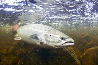 Wild Atlantic Salmon underwater