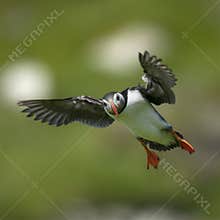 Atlantic Puffin or Common Puffin