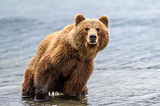Ruling the landscape, brown bears of Kamchatka