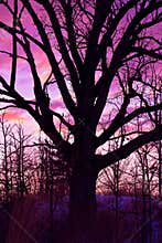 Tree Silhouette with Pink and Purple Sunset