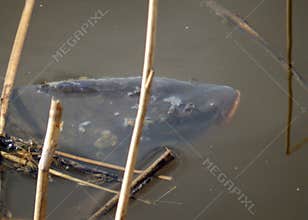 Blurred fish outline in the water, old reeds and reflections, dirty and muddy water