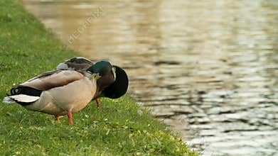 Wild Mallard ducks preening and cleaning their feathers on a grass river bank by a river